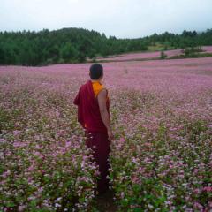 僧侣和枪 - 3foNinQmxPM1sLvpxQzcVDlsKTC.jpg