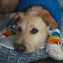爱犬莫福 - 5OA1FwA11SztGEEqqBihStLmMH2.jpg